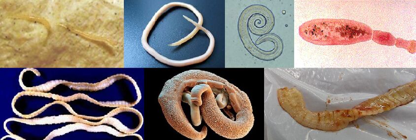 Farklı parazit türleri