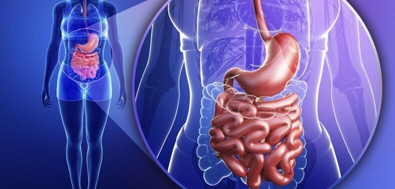 Gastrointestinal sistem insandır