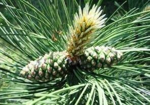 Parazitlerin gövdesini temizlemek için çam