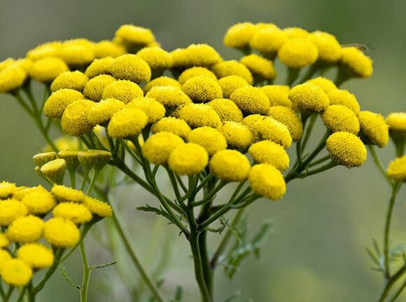 solucan otu - parazitler için bir çare