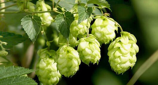 şerbetçiotu - parazitler için bir çare